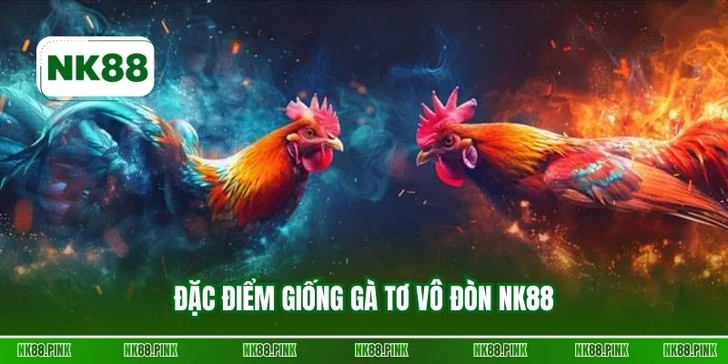 Đặc điểm giống gà tơ vô đòn NK88